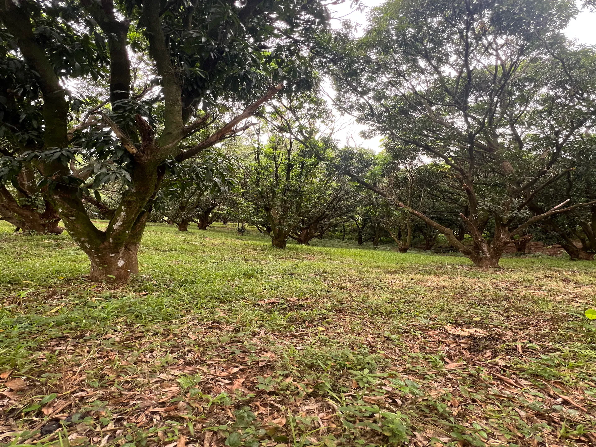 PRODUCTIVE FARM WITH POTABLE WATER — Jesús María, San Mateo, Alajuela - main