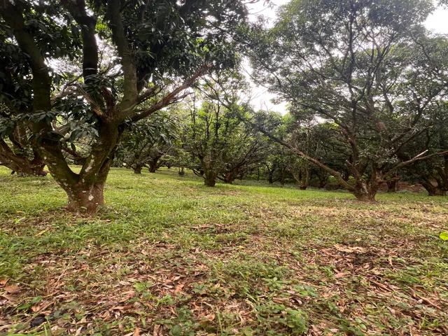 PRODUCTIVE FARM WITH POTABLE WATER — Jesús María, San Mateo, Alajuela