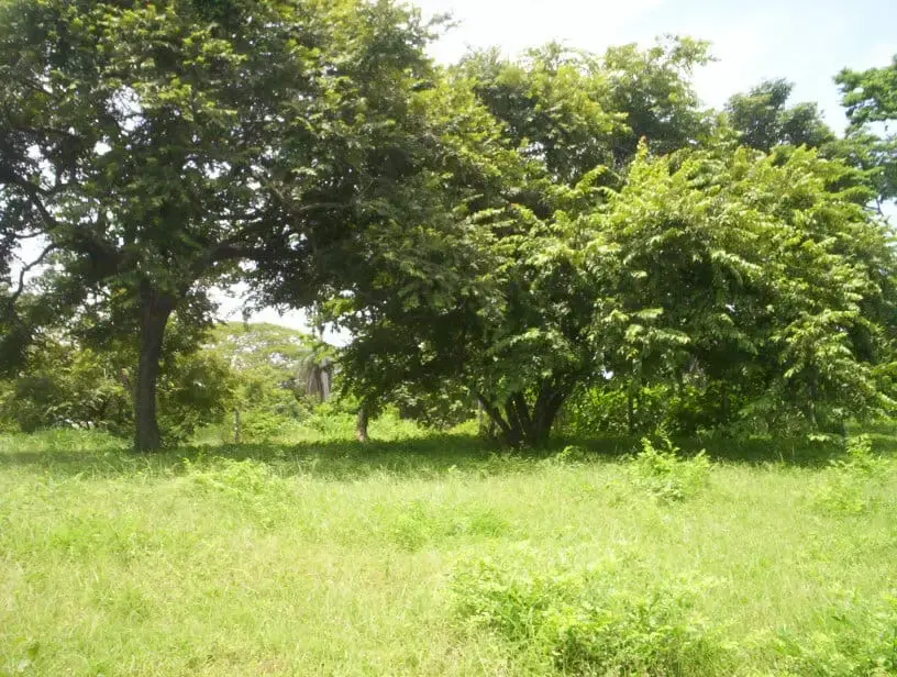 2,027 m² Ocean-View Lot in Guacalillo - 4