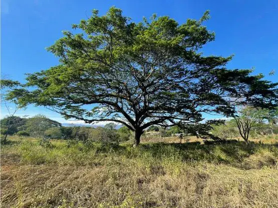 For Sale: Beautiful flat lot in La Ceiba of Orotina - 1