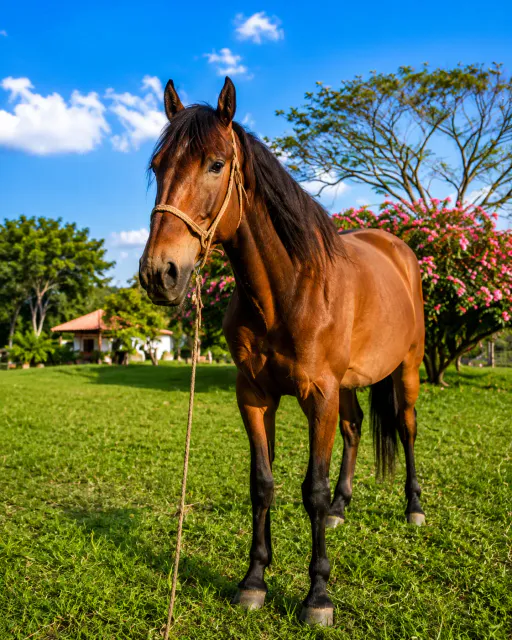 Expansive Scenic Property with Private Pool and Equestrian Facilities in Puriscal