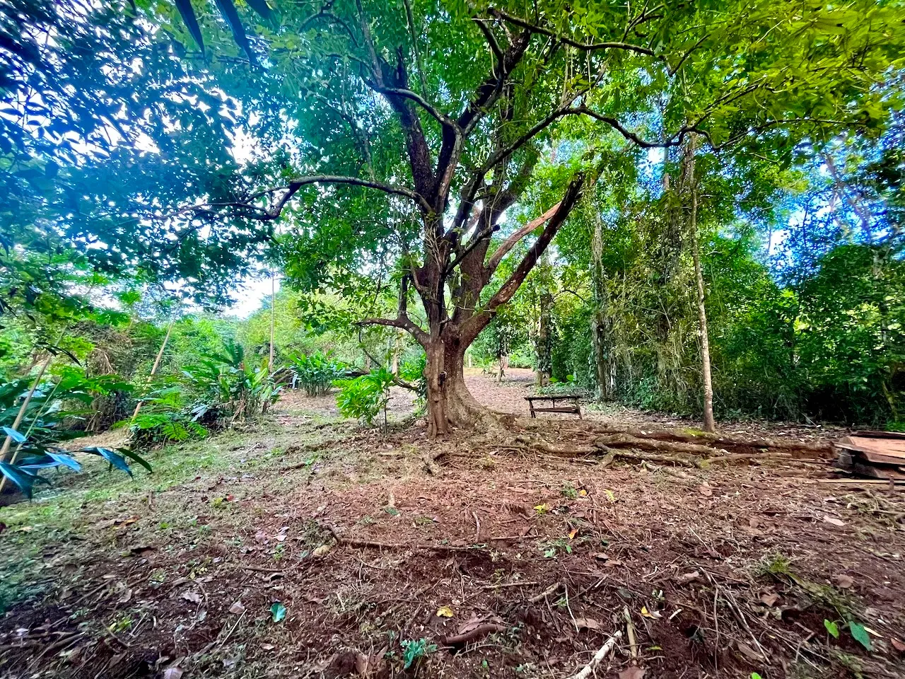 Discover an exceptional commercial and residential property steps from the ocean in Mal País, Costa Rica! - main