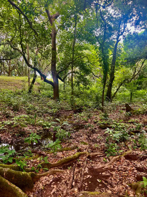 PRODUCTIVE FARM WITH POTABLE WATER — Jesús María, San Mateo, Alajuela