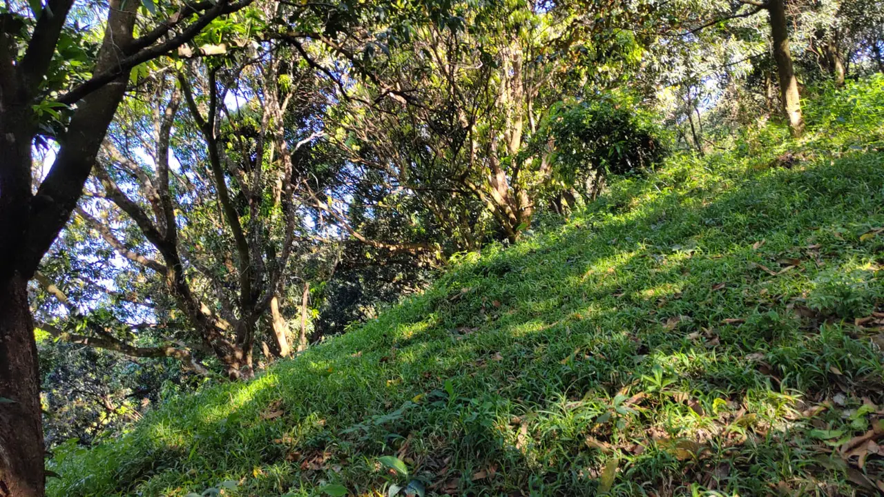Lote de 22.679 m² con Producción de Mango — Jesús María de San Mateo, Alajuela - 4