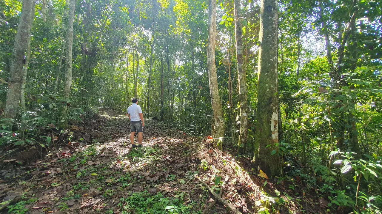BAMBOO AND FOREST PROPERTY #2 IN PEREZ ZELEDON, COSTA RICA - 4