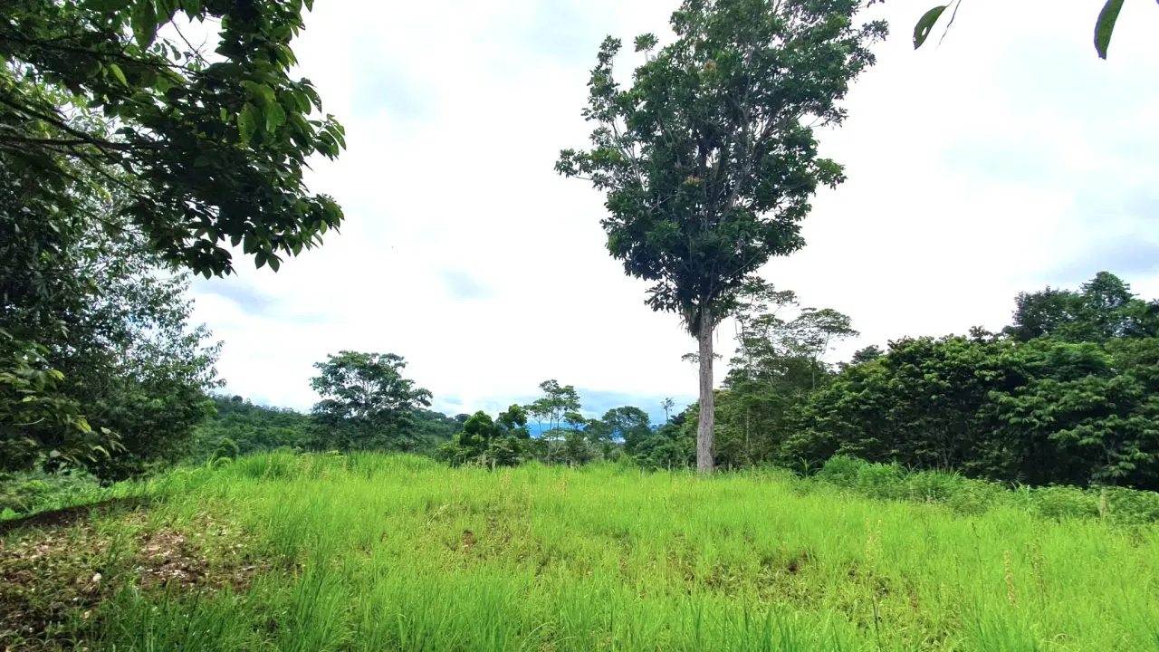 GULF VIEW PROPERTY IN PUERTO JIMENEZ, COSTA RICA - 2