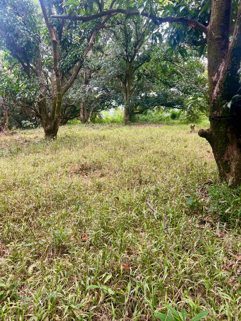 PRODUCTIVE FARM WITH POTABLE WATER — Jesús María, San Mateo, Alajuela