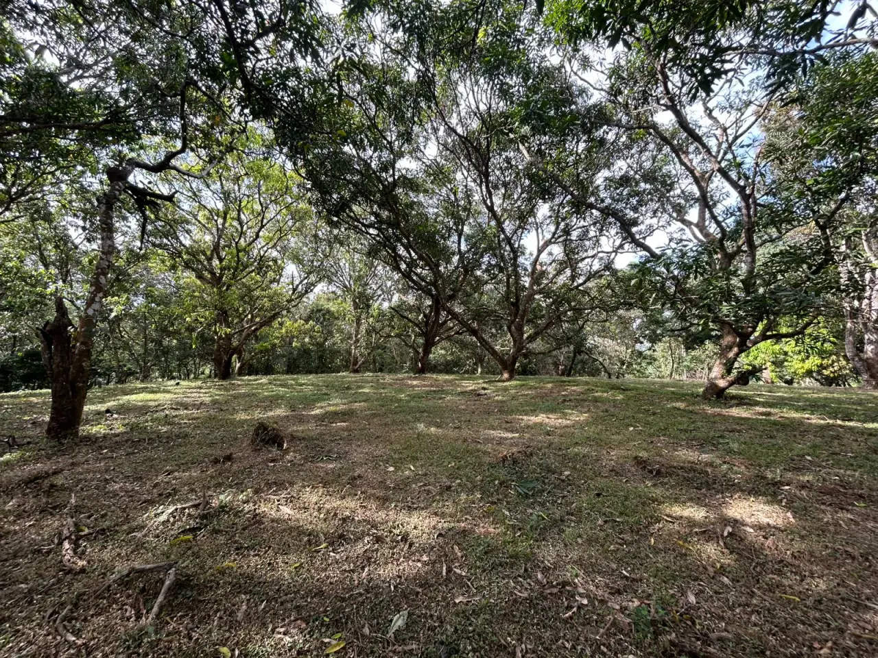 10,346 m² Lot with Fruit Trees in Orotina, Alajuela - 2