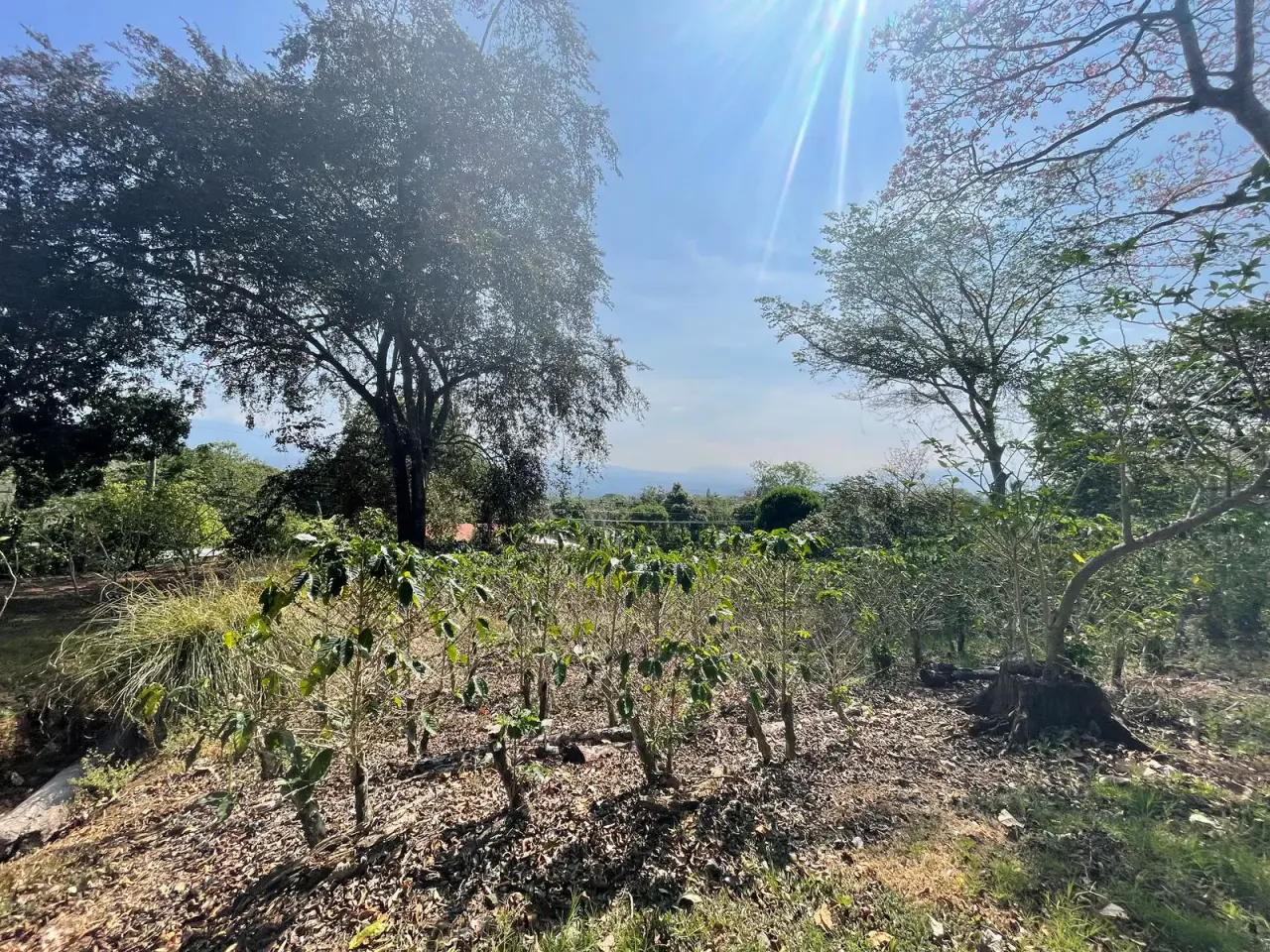 Venta Finca de Cafe Atenas - 3