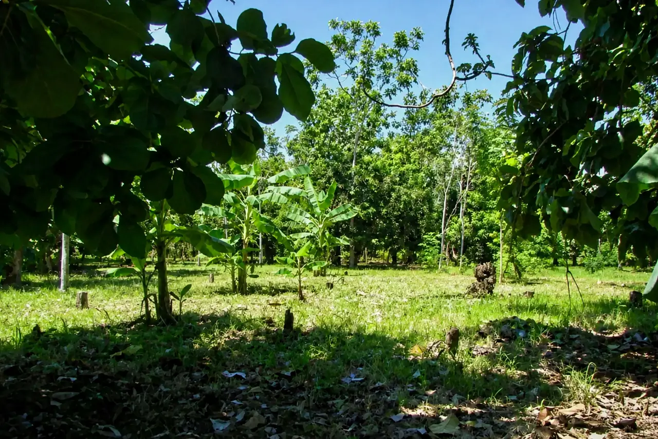 Excelente Lote de 1 Hectárea en Parrita – Oportunidad para Desarrollo Residencial - 4