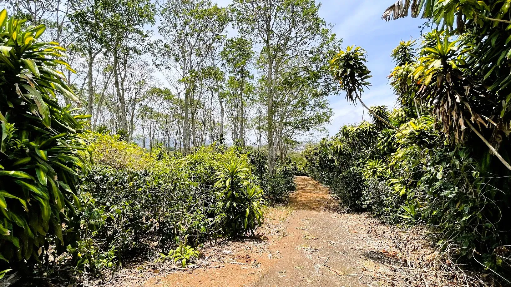 LAND FOR SALE IN SAN ISIDRO, SAN RAMON - main