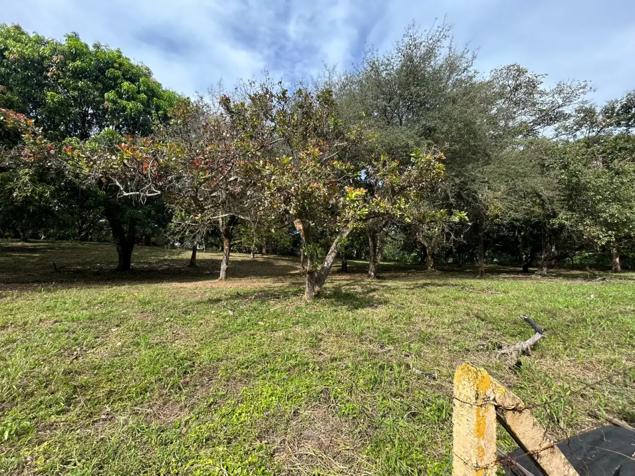 Terreno de 10,346 m² con árboles frutales en Orotina, Alajuela - 1