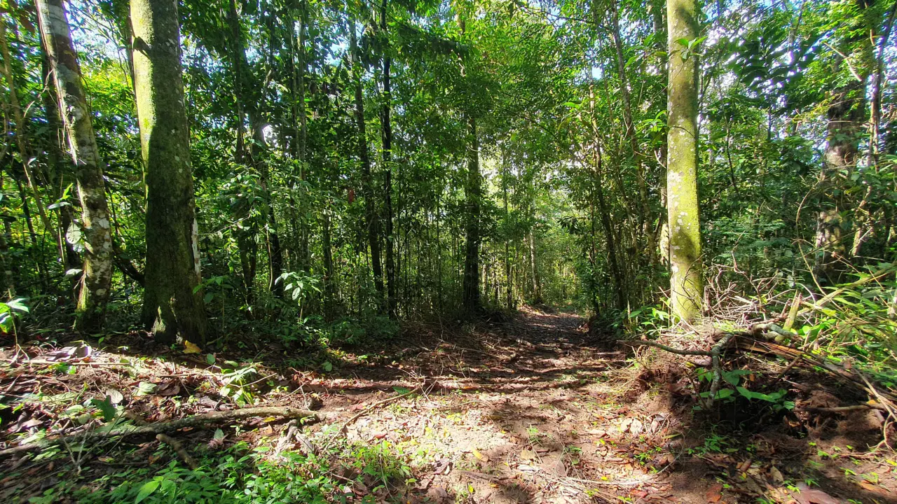BAMBOO AND FOREST PROPERTY #2 IN PEREZ ZELEDON, COSTA RICA - 3