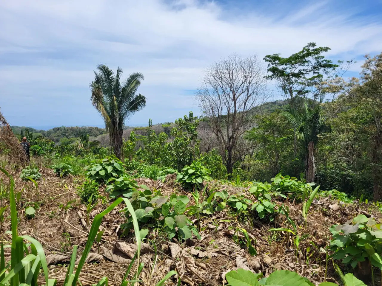 Ocean View Property in Mal Pais - 3