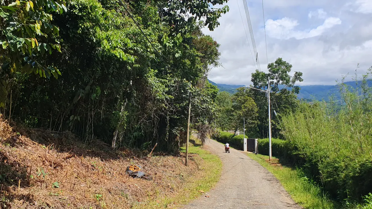 BAMBOO & FOREST PROPERTY IN PEREZ ZELEDON, COSTA RICA - 4