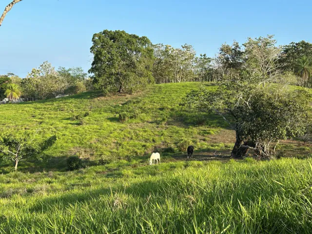 Exceptionnel terrain agricole de 32 hectares à vendre près de Santa Teresa, Costa Rica – 12,50 $/m²
