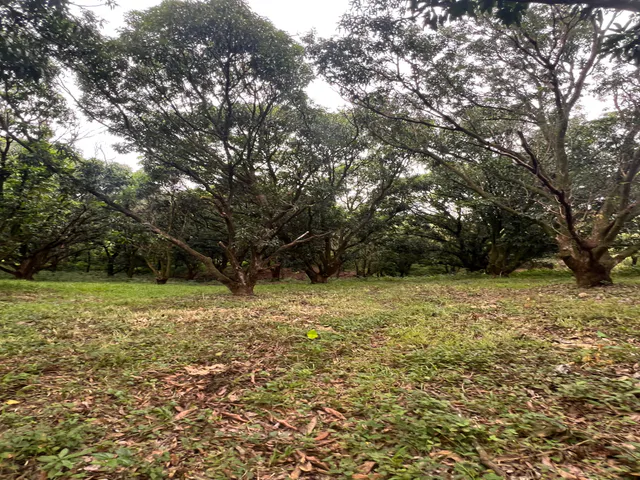 PRODUCTIVE FARM WITH POTABLE WATER — Jesús María, San Mateo, Alajuela