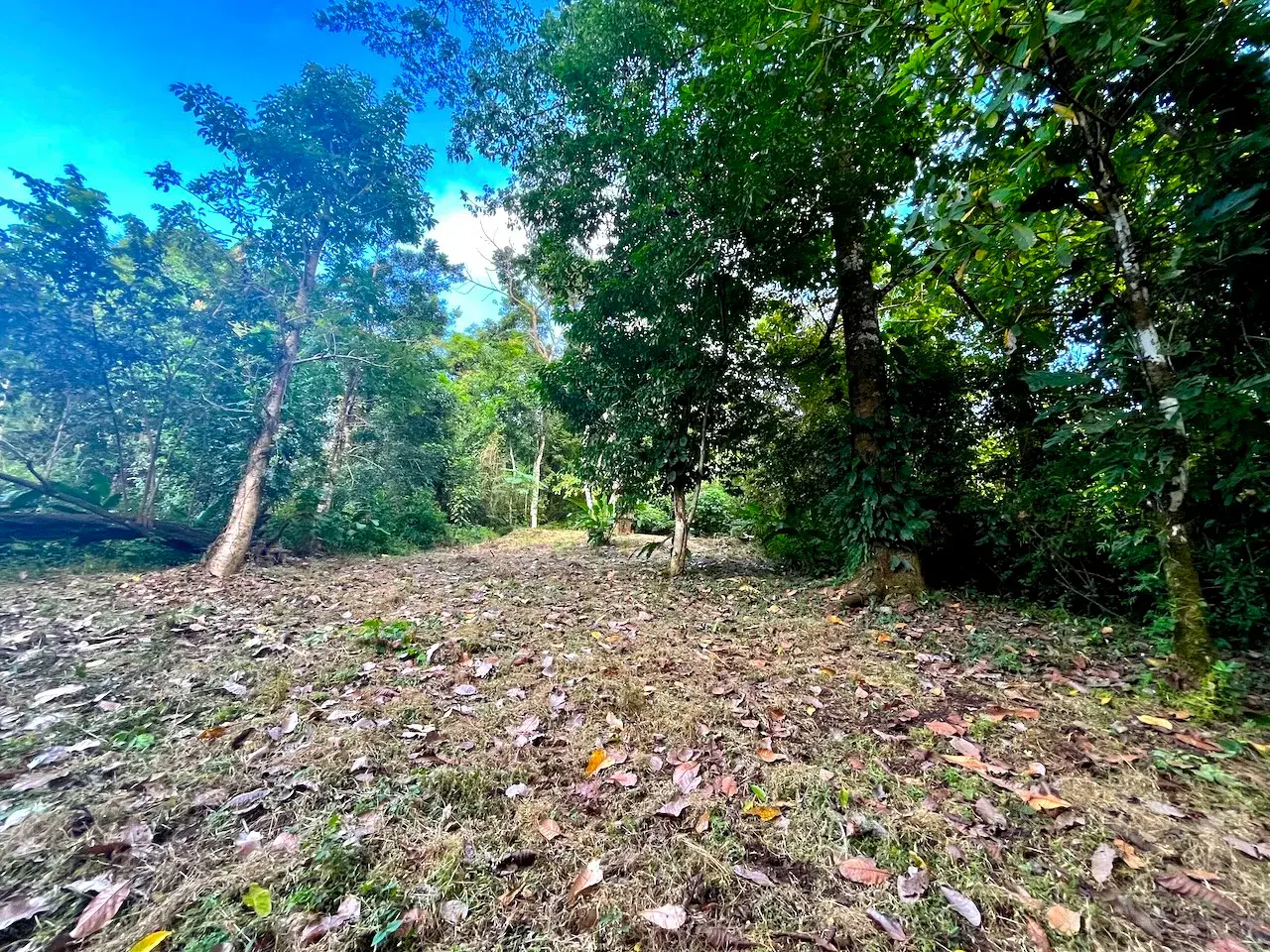 Discover an exceptional commercial and residential property steps from the ocean in Mal País, Costa Rica! - 2