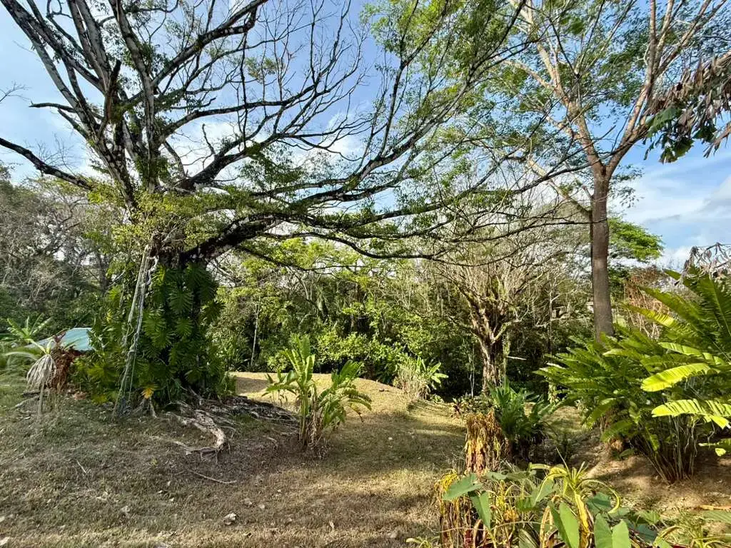 Jungle Lot 1,494 m² in Delicias with Container Storage & Home Potential | 15 Min to Playa Carmen - 2
