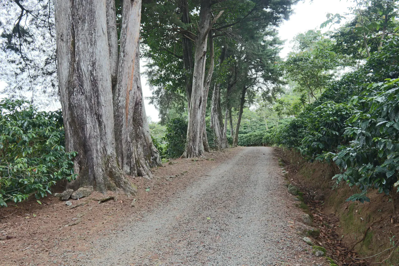 En venta: Finca de café premium con beneficio y gran potencial turístico - 4
