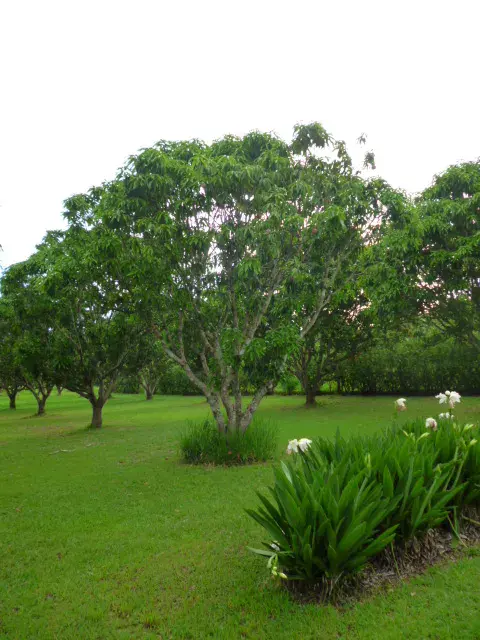 Expansive 11380 sqm Lot in Orotina, Alajuela - Prime Land for Development or Private Estate - 3