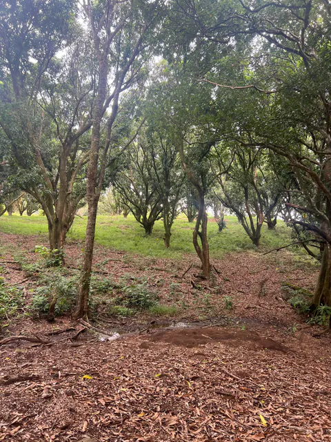PRODUCTIVE FARM WITH POTABLE WATER — Jesús María, San Mateo, Alajuela