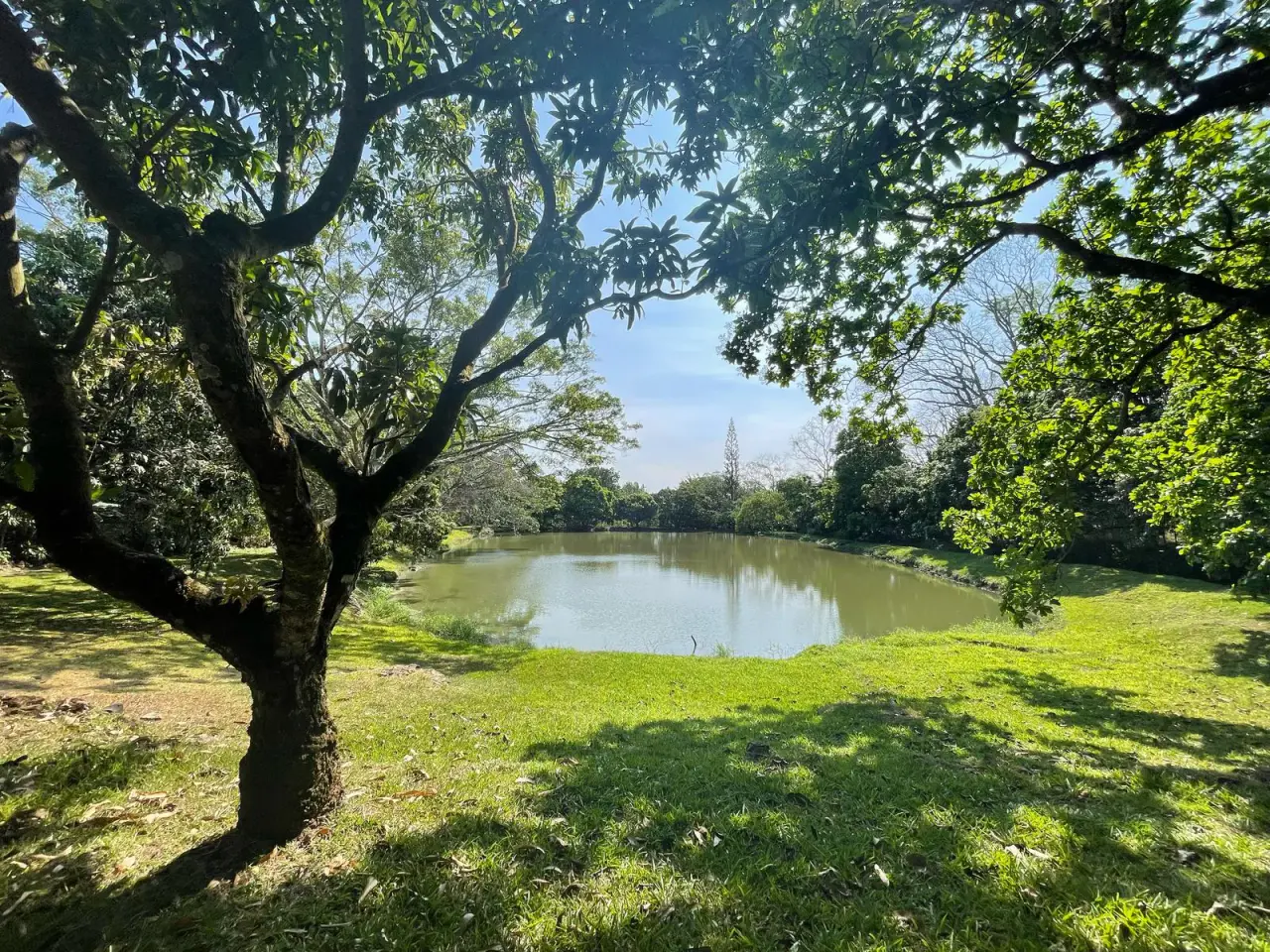 Venta Finca de Cafe Atenas - 1