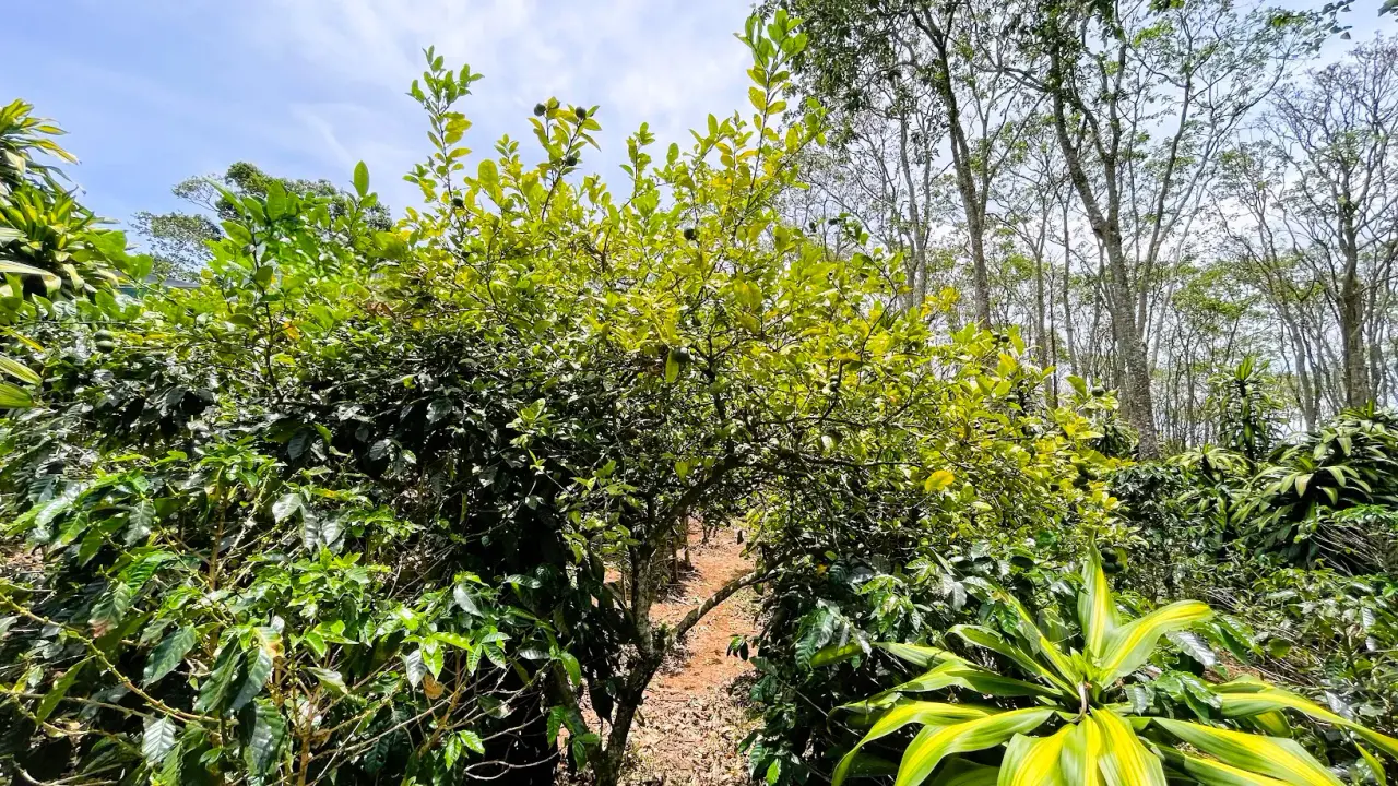 LOTE EN VENTA EN SAN ISIDRO, SAN RAMON - 5