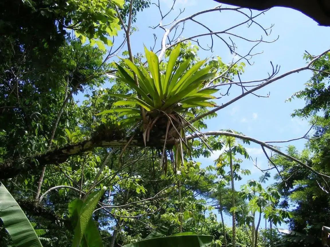 Natural paradise at just 5 minutes from Jaco - 5