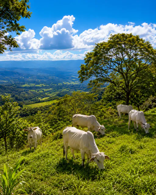 Expansive Scenic Property with Private Pool and Equestrian Facilities in Puriscal