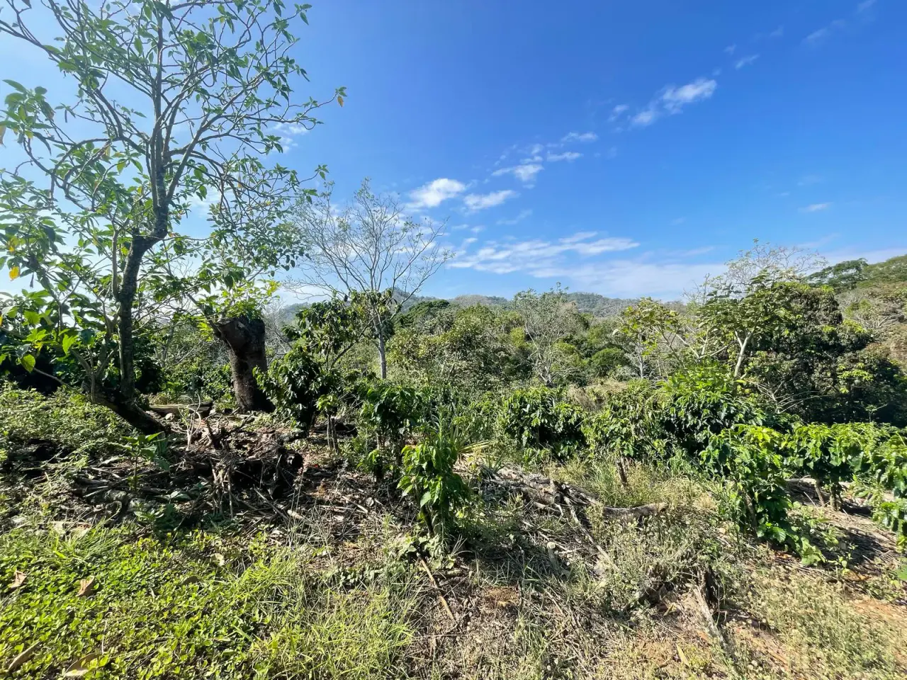 Venta Finca de Cafe Atenas - 5