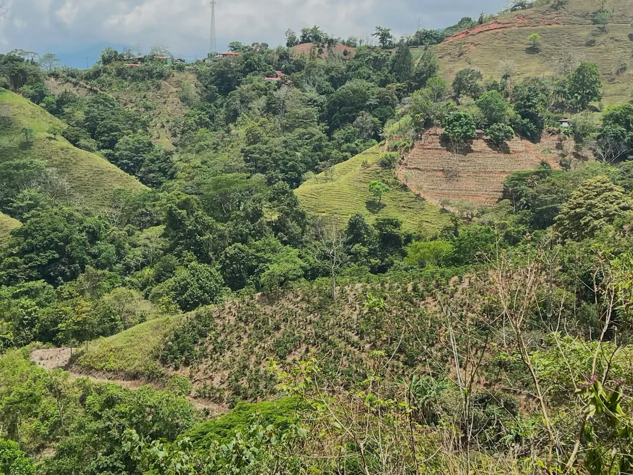 Coffe and fruit tree Finca in Puriscal - 4