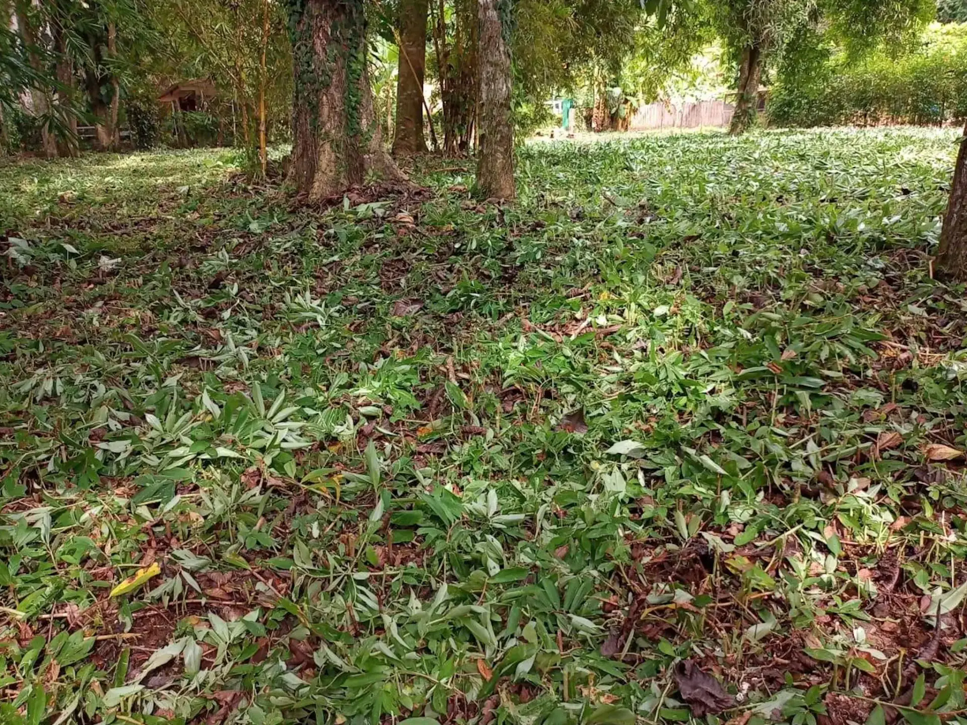 Lote privilegiado en Jacó: ¡Construya la casa de sus sueños en Costa Rica! - main