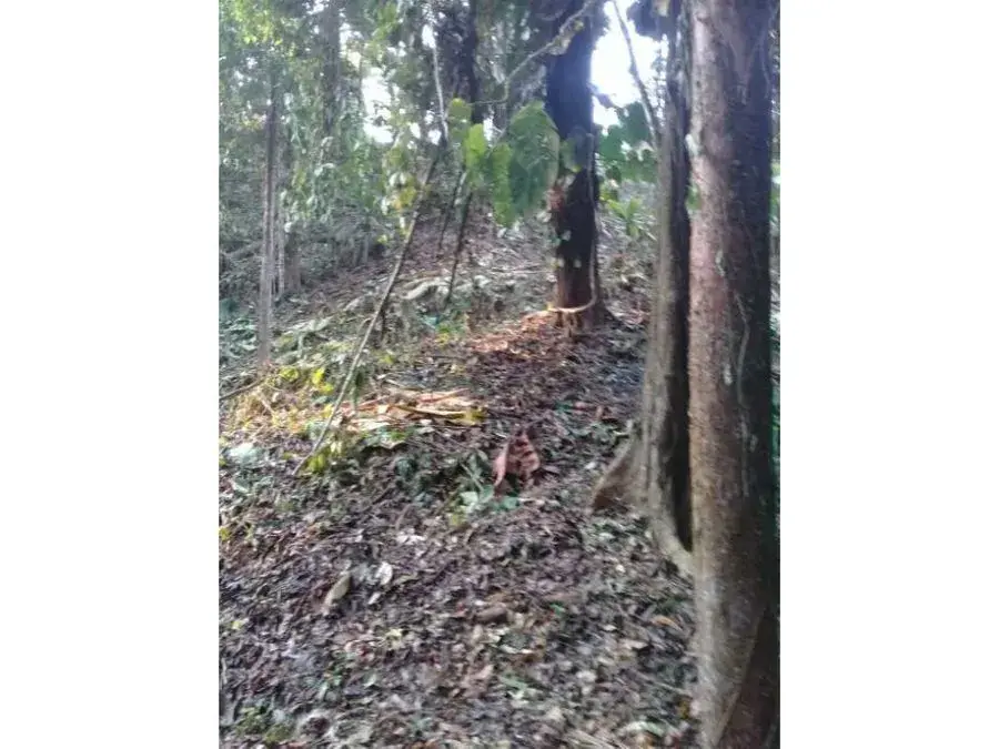 Nature Oasis in Quepos. - 4