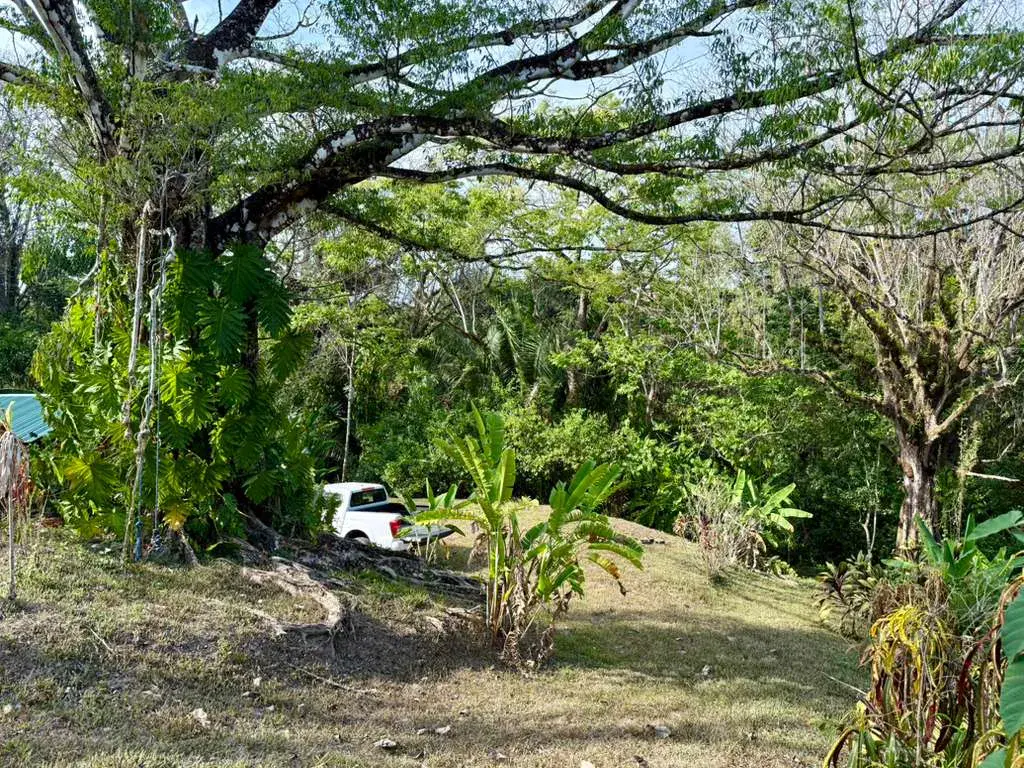 Jungle Lot 1,494 m² in Delicias — Container Storage & Home Potential | 15 Min to Playa Carmen - 3