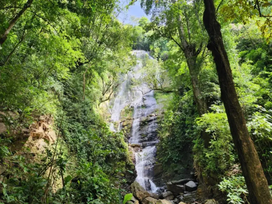 NATURAL PARADISE FARM of 203 ACRES IN BARU, PEREZ ZELEDON - 1