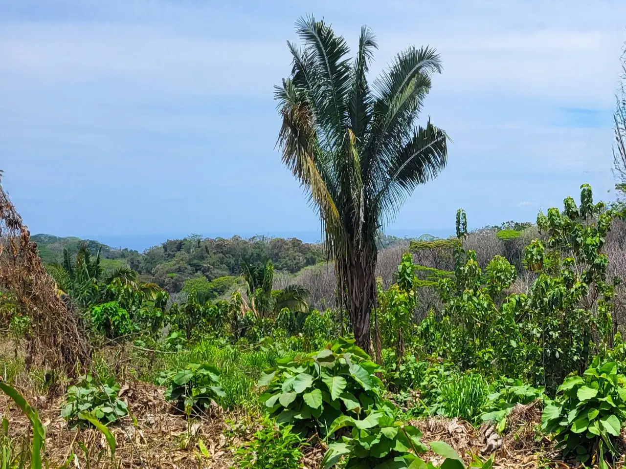 Ocean View Property in Mal Pais - 2