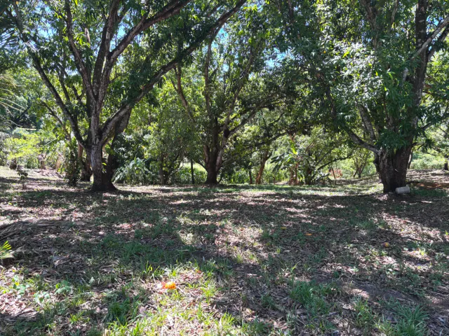 VENTA / Lote en Coyolar, Orotina: 1,312 m² con Frutales y Acceso a Ruta 27