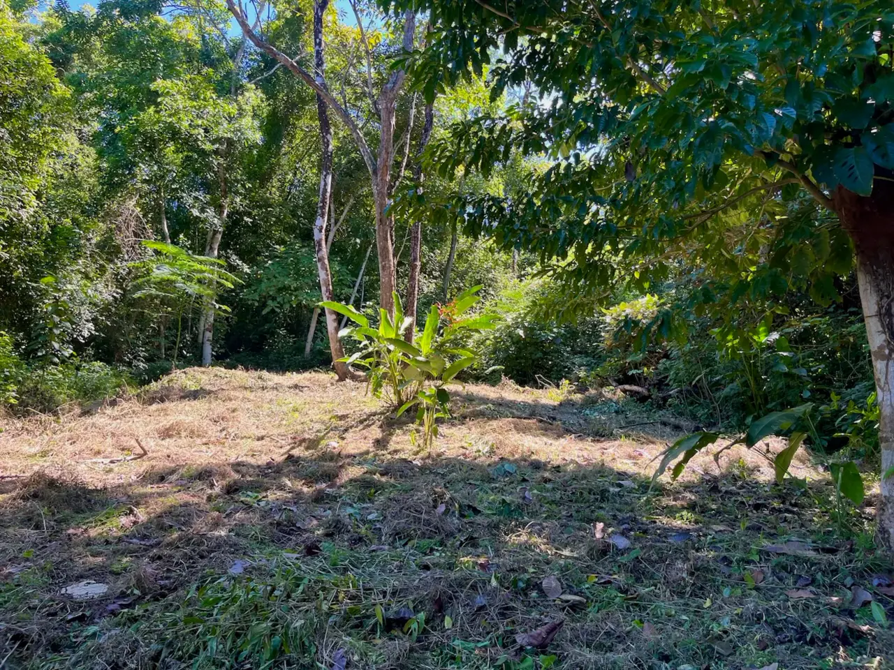 Discover an exceptional commercial and residential property steps from the ocean in Mal País, Costa Rica! - 5