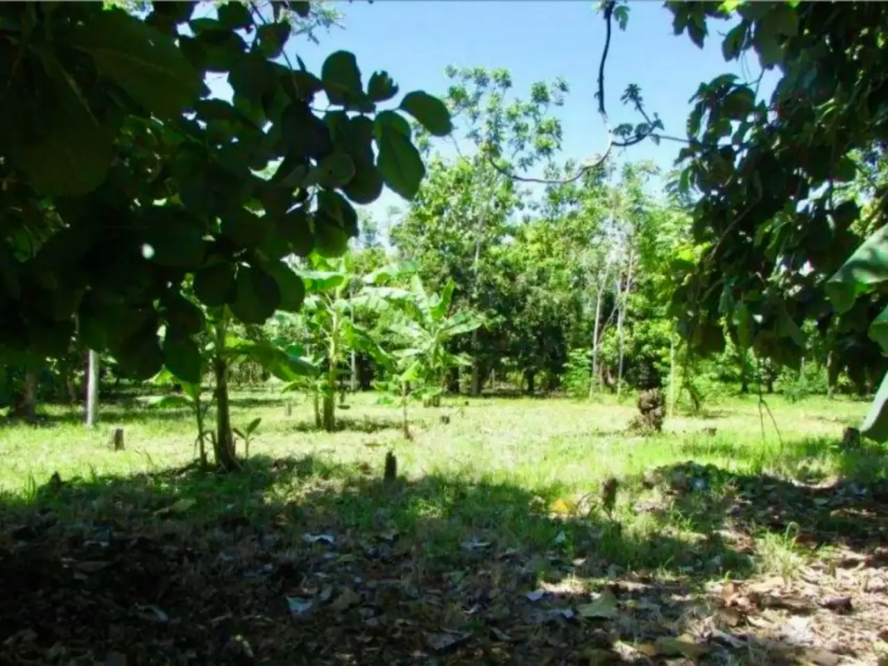 Más de 1 Hectárea en Venta en Parrita – Ideal para Urbanización Residencial - 2