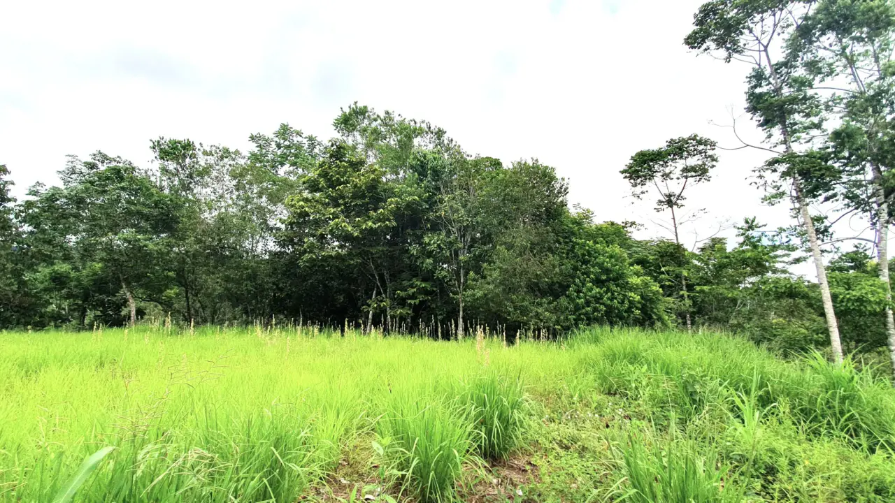GULF VIEW PROPERTY IN PUERTO JIMENEZ, COSTA RICA - 4