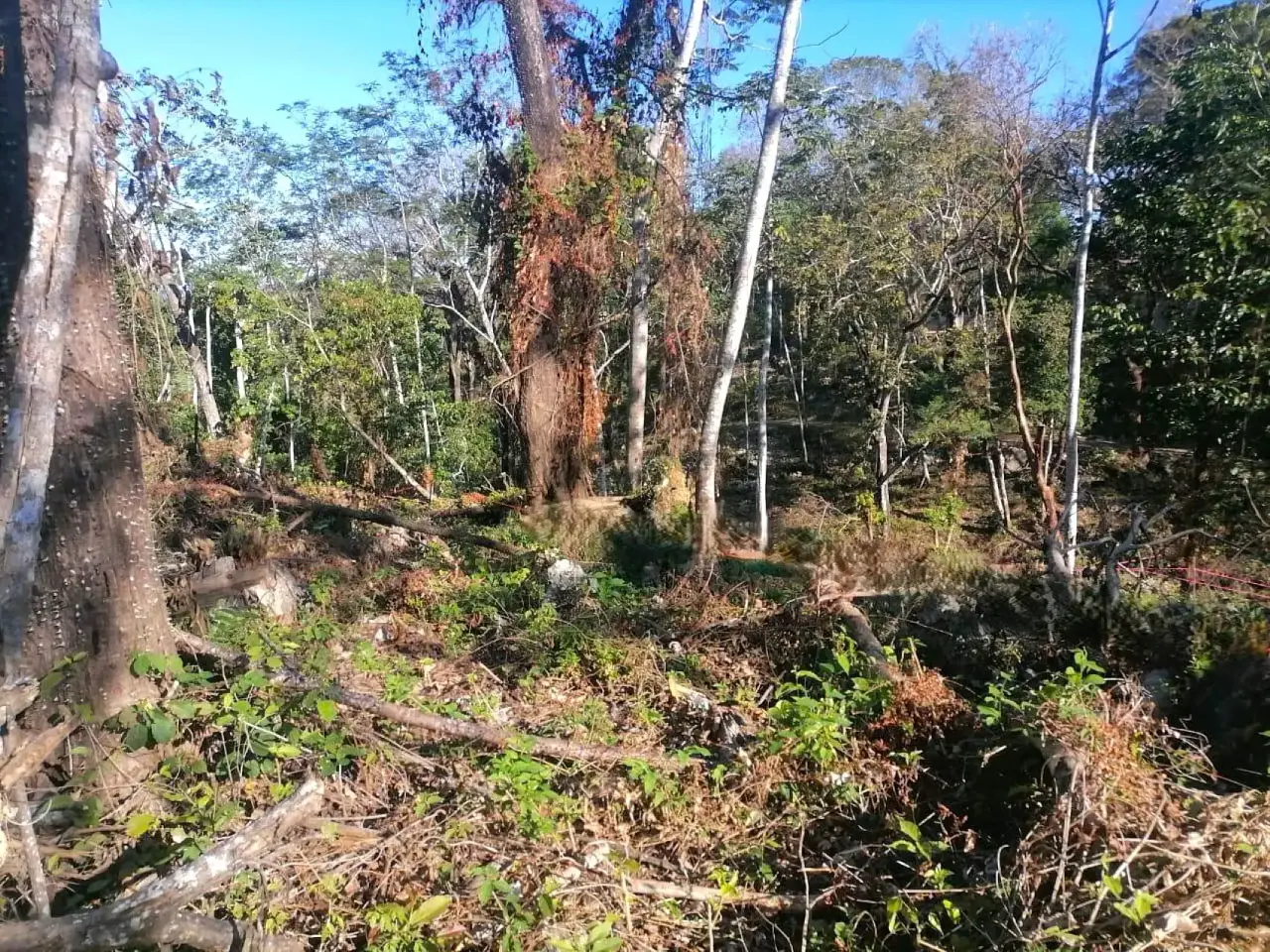 Amazing Tropical Mountain Lot for Sale - Santa Teresa - 3