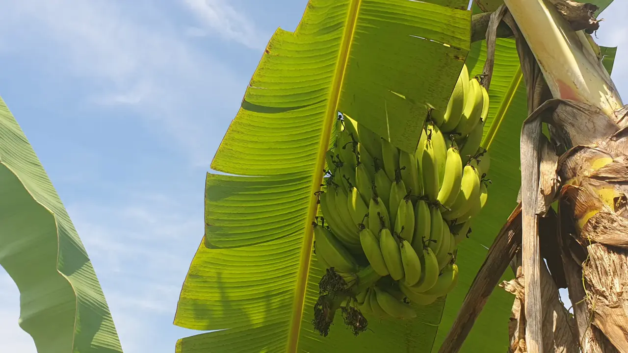 PEACEFUL AND PRIVATE LAND IN PUNTA MALA, OJOCHAL - 4