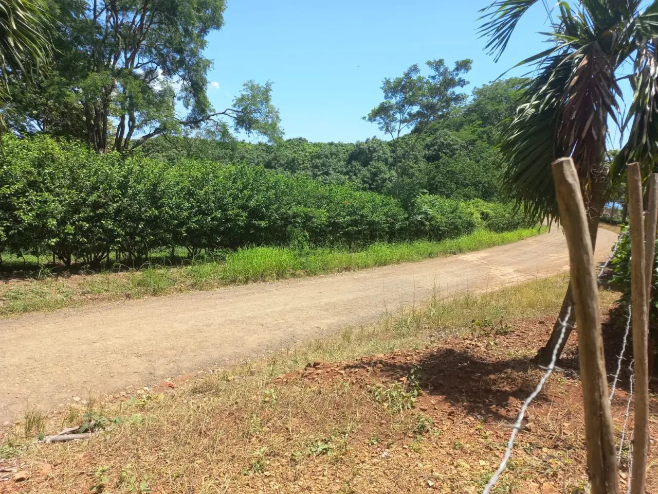 Expansive 1.1-Acre Tropical Paradise: Ready-to-Build Land with Mountain & Sunset Views - 3