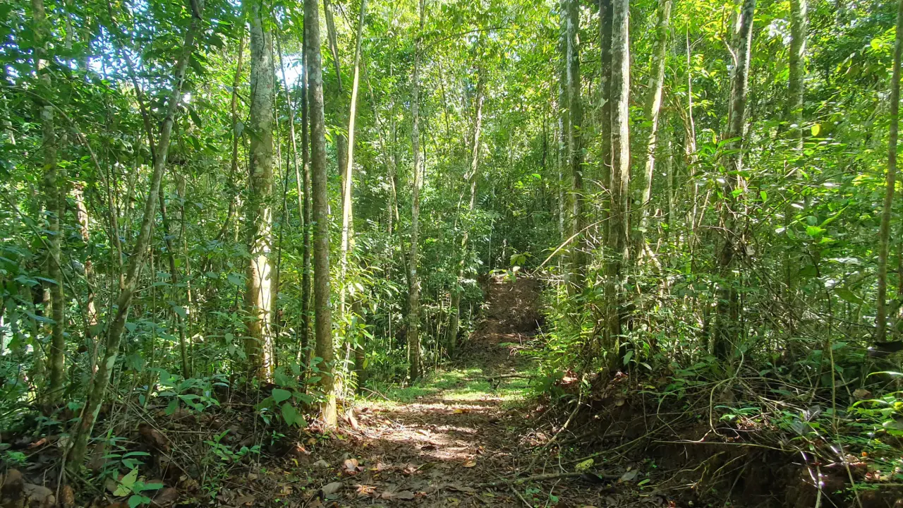 BAMBOO AND FOREST PROPERTY #2 IN PEREZ ZELEDON, COSTA RICA - 5