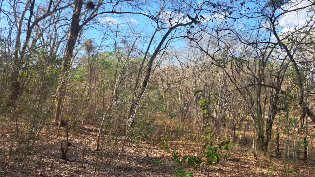 Sale / Exceptional Lot in Tamarindo, Guanacaste: Near Beaches and Nature - 5