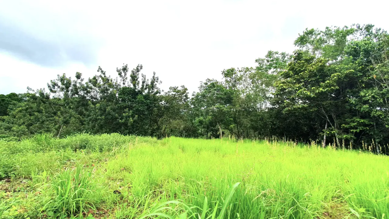 GULF VIEW PROPERTY IN PUERTO JIMENEZ, COSTA RICA - 5