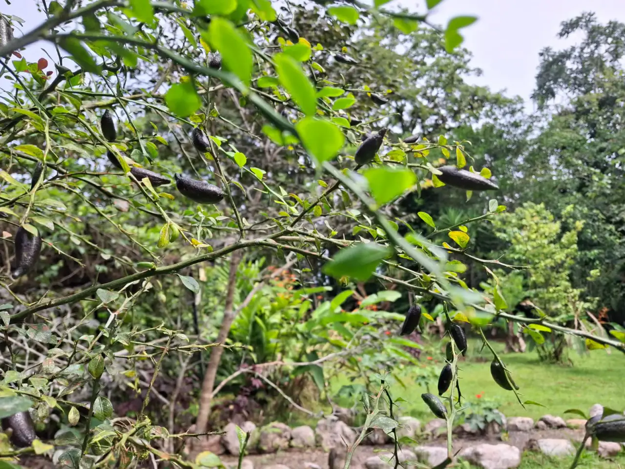 Bijagual Eco-Lodge Retreat: Sustainable Living with Guest Houses, River Access & Lush Gardens - 2