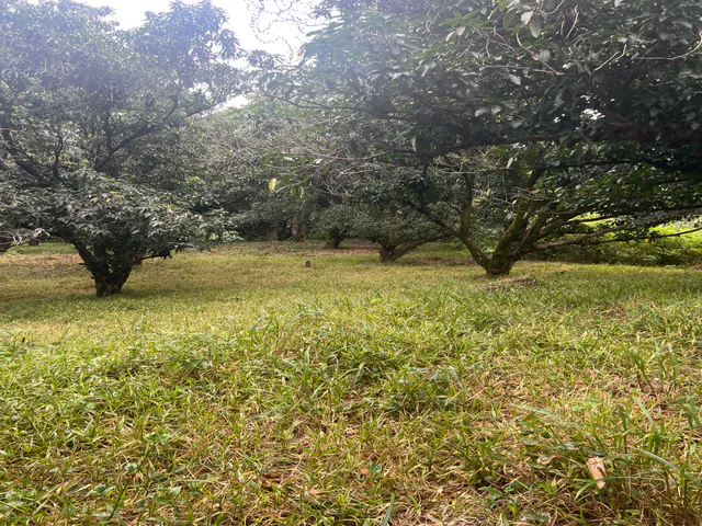 PRODUCTIVE FARM WITH POTABLE WATER — Jesús María, San Mateo, Alajuela