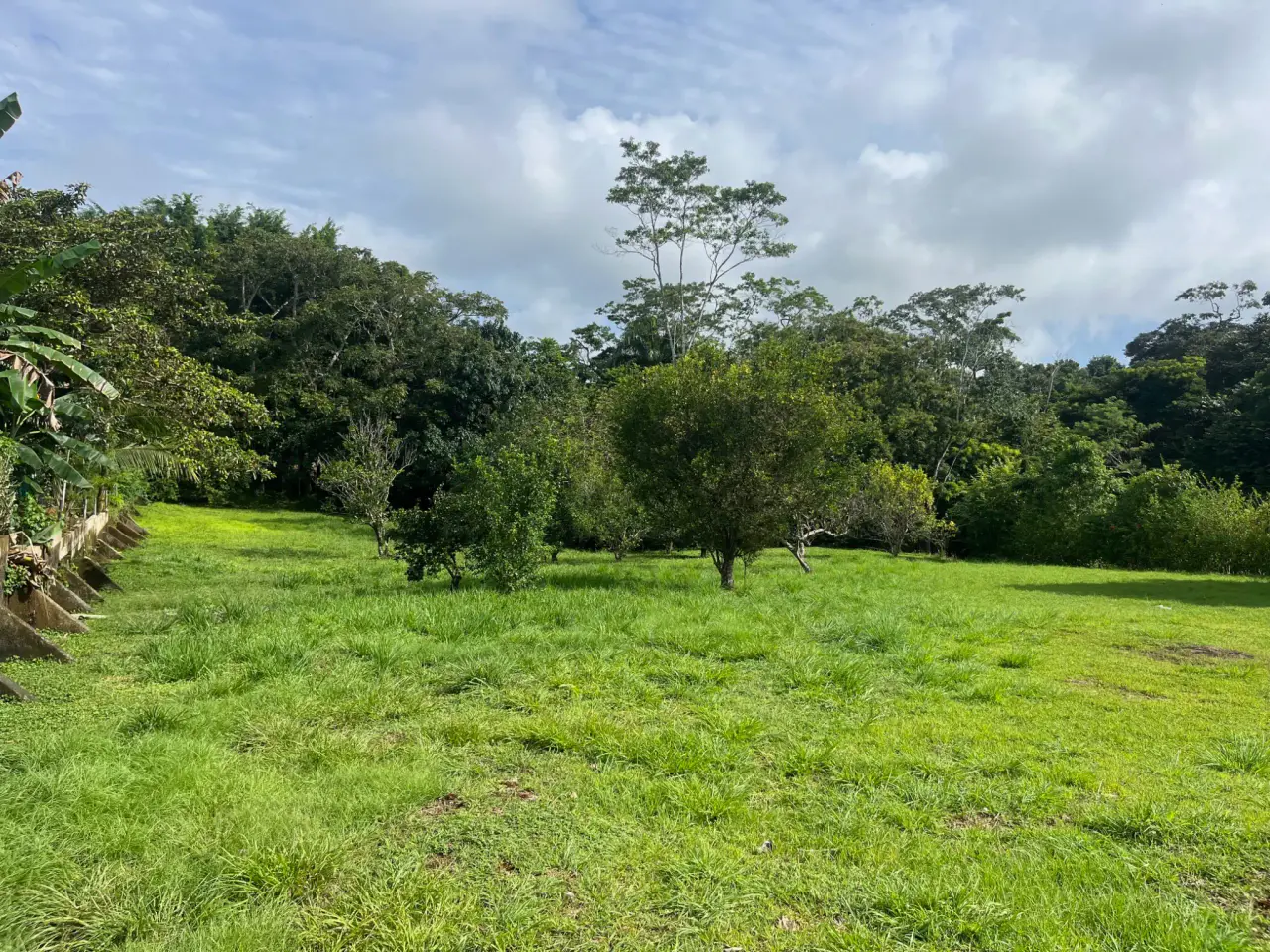 Amplio lote de 2,600 m2 con árboles frutales cerca de Santa Teresa - Listo para construir - 4